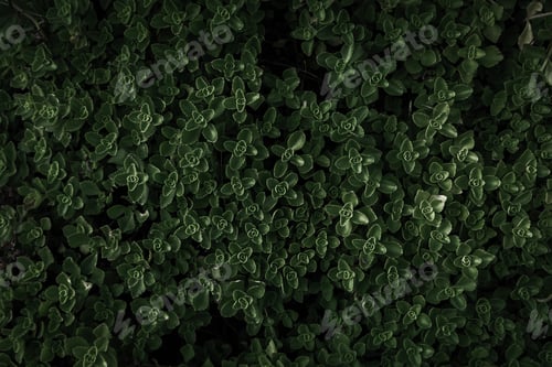 Preview: Green Leaves Background. Nature Image. Ecology