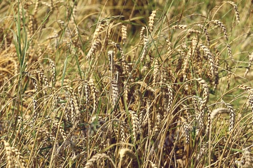 Preview: Spikelets