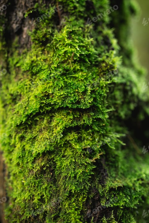 Preview: Moss On Wood. Nature Wallpaper