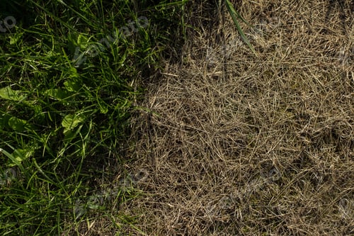 Preview: Old Grass. Nature Background