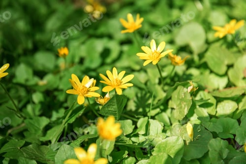 Preview: Flowers And Green Grass
