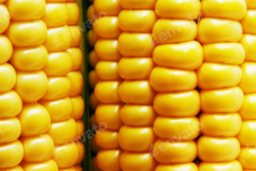 Preview: Corn On Cob
