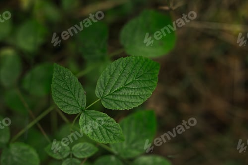 Preview: Green Leaves In Forest. Nature Wallpaper