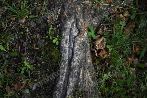 Preview: Tree Root. Nature Background