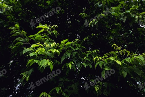 Preview: Green Leaves Texture. Photo