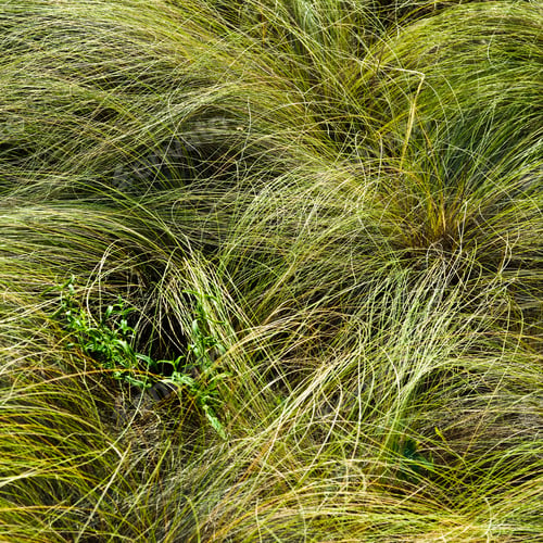 Preview: Feather-Grass Background