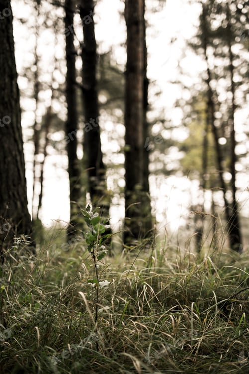 Preview: Autumn Forest. Nature Wallpaper