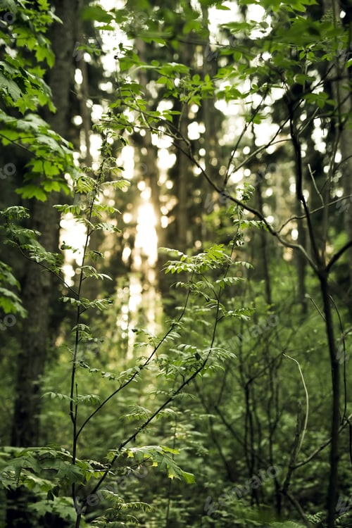 Preview: Photo Forest In Sunset