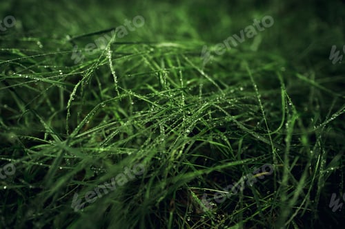 Preview: Rain Drops On Grass. Nature Background. Interior Poster
