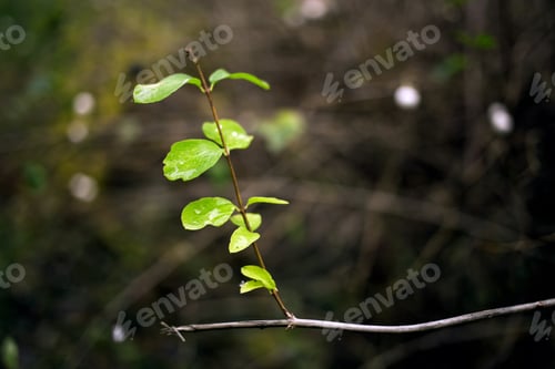 Preview: Green Leaves