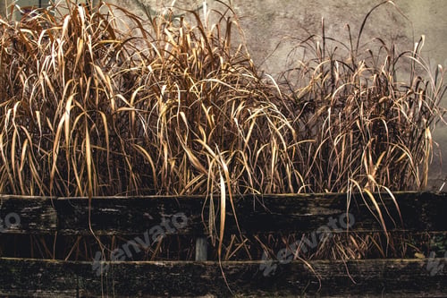 Preview: Dry Grass. Background