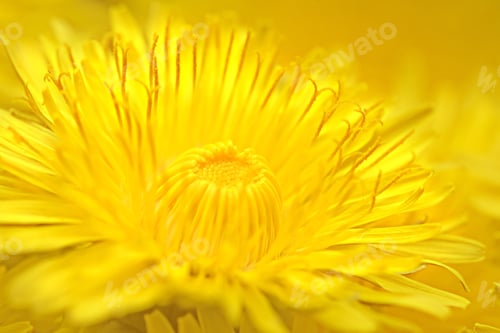 Preview: Extra Close Up Of The Dandelion On The White