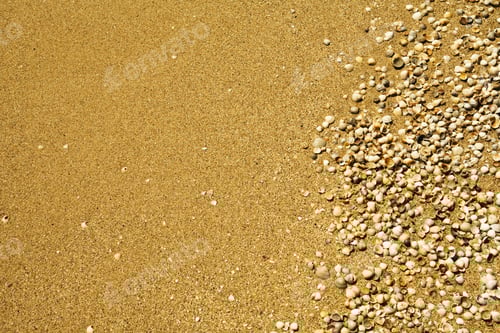 Preview: Close Up View Of The Exotic Shell Onthe Sand