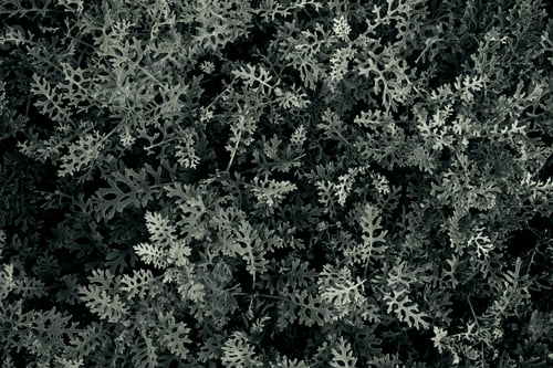 Preview: Green Bush