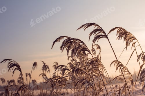 Preview: Old Brown Grass. Sunset