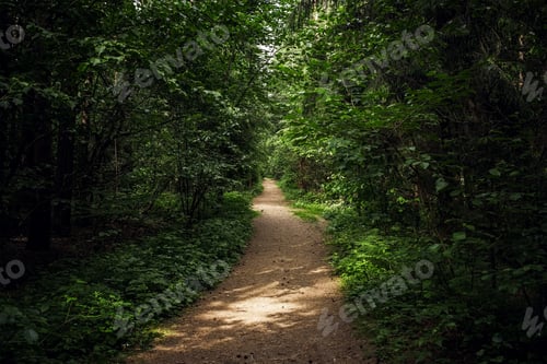 Preview: Forest Road. Photo