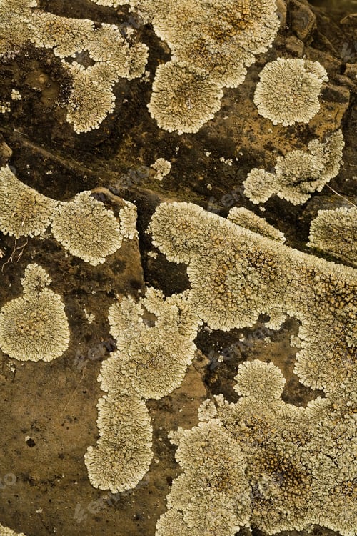 Preview: Lichen