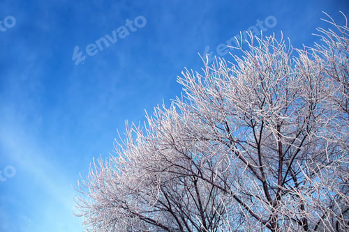 Preview: Snow On Tree Branch. Inter Background