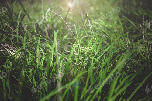 Preview: Green Grass. Beautiful Background. Summer