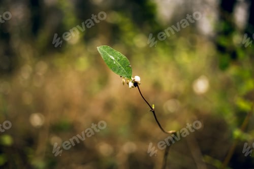 Preview: Green Leaf On Blurred Background