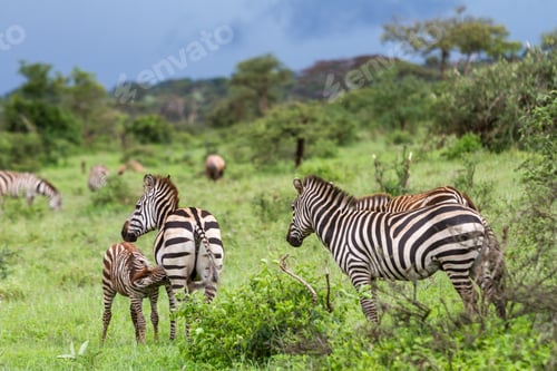 Preview: A Scenic Shot Of Three Zebras In The Grumeti Game Reserve In Serengeti, Tanzania