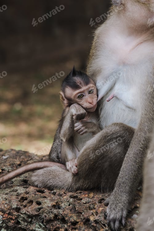 Preview: A Vertical Shot Of An Adorable Baby Monkey In Mother'S Arms