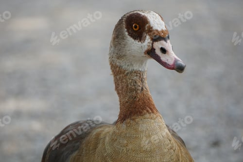 Preview: A Close Up Shot Of A Light Brown Duck Looking Ahead With Blurry Background Behind