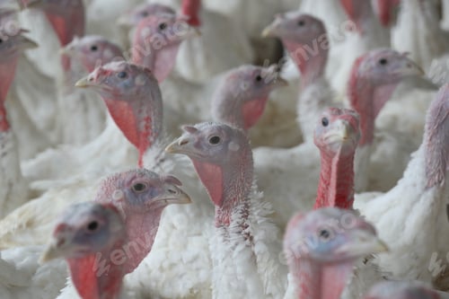 Preview: A Closeup Of The Heads Of White Turkeys In A Farm