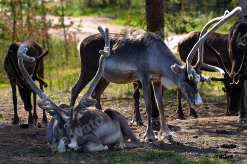 Preview: A Vertical Shot Of Reindeers Outdoors In A Field On A Sunny Day