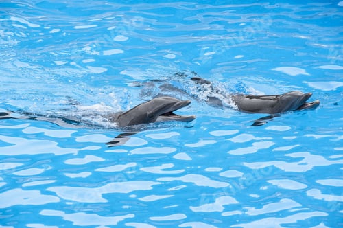 Preview: A Couple Of Cute Dolphins Swimming In The Pool