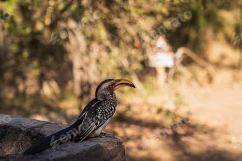 Preview: A Hornbill Bird Perched On A Stone