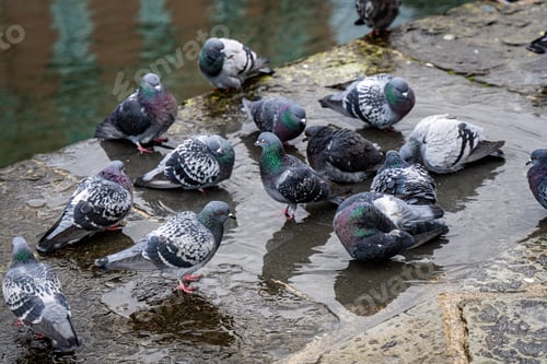 Preview: A Closeup Shot Of Beautiful Birds In The City Park Near The Canal Under The Rain