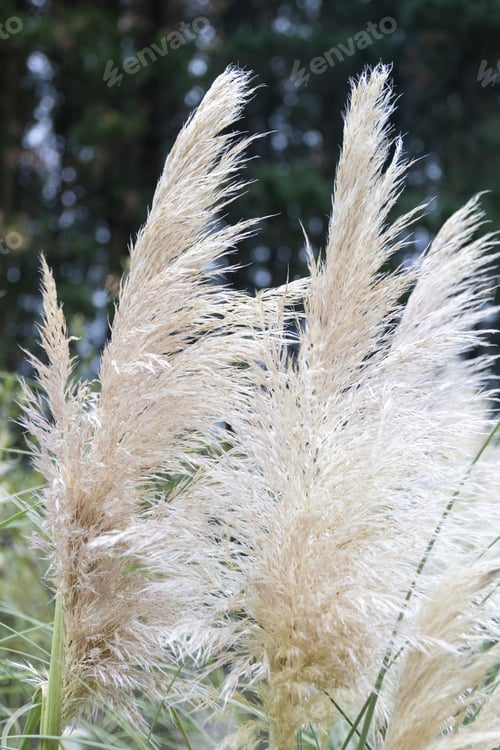 Preview: A Vertical Shot Of Reeds On A Blurred Background
