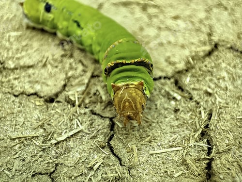 Preview: A Closeup Of A Caterpillar On The Cracked Ground