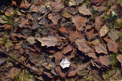 Preview: A High Angle Shot Of Dry Leaves On The Ground Under The Sunlight In Autumn In Malta