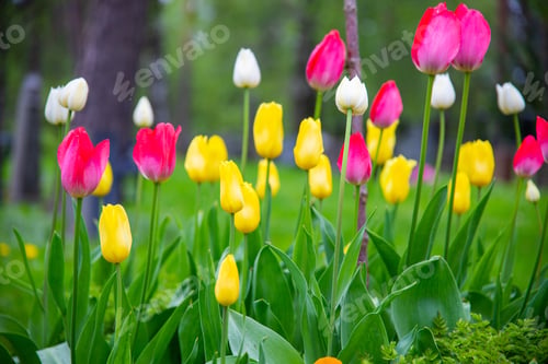Preview: A Closeup Shot Of Colorful Tulips In A Park On A Sunny Day