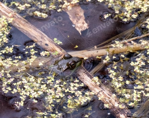 Preview: A Closeup Shot Of A Little Frog'S Head On The Surface Of A Dirty Pond