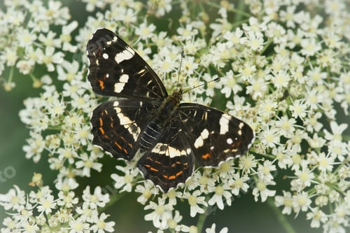Preview: A Closeup Shot Of The Brown Map Butterfly On The White Flower Of Wild Carrot