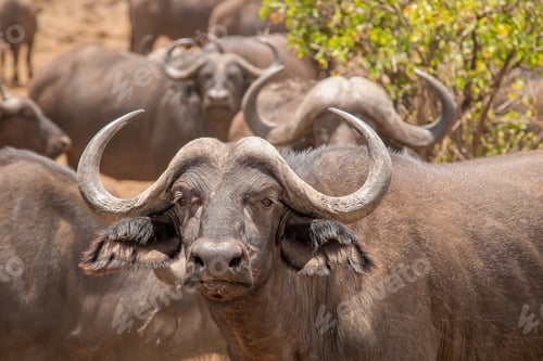 Preview: Three Water Buffalo Watching In A Row In National Kruger Park, South Africa.