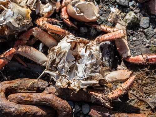 Preview: A Closeup Shot Of Grilled Sea Crabs On The Beach