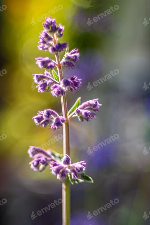 Preview: A Closeup Shot Of Nepeta Cataria Or Catmint Flowers On A Blurred Background