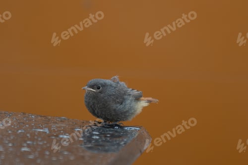 Preview: A Closeup Shot Of A Blackbird Perching In A Wet Concrete Surface Against A Brown Background