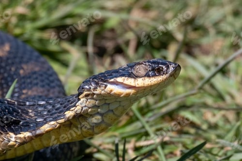 Preview: A Closeup Shot Of An Eastern Hognose Snake On A Meadow
