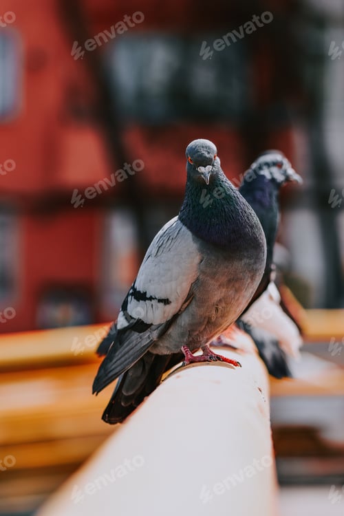 Preview: A Selective Focus Shot Of Patterned Pigeons Standing On The Metal Bar