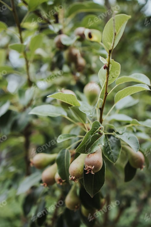 Preview: A Vertical Shot Of Unripe Pears Growing On A Tree
