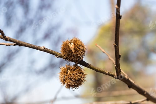 Preview: Fruit Of Ripe Chestnut On The Branches Of The Tree