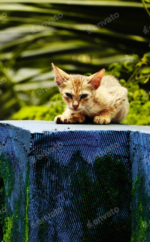Preview: A Vertical Shot Of A Cute Stealthy Kitten Outdoors