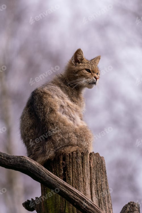 Preview: A Vertical Shot Of A Brown Cat Sitting On A Tree Trunk On A Blurred Background