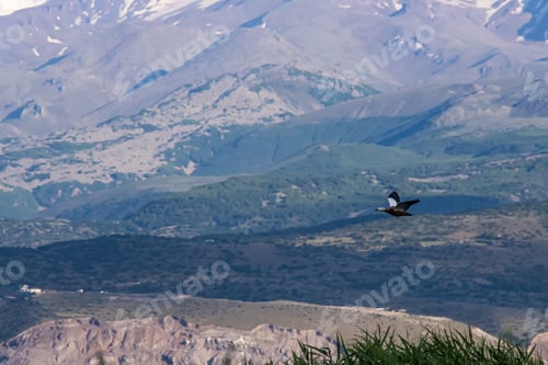Preview: A Beautiful Shot Of Flying Ruddy Shelduck With Mountains Background