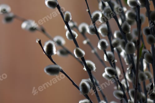 Preview: A Selective Focus Shot Of Willow Catkins On An Orange Background With Sunlight Shining On Them